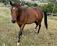 companion-harness-warmblood-horse