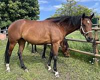 companion-harness-horse