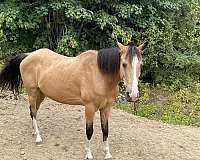 4-white-feet-a-blaze-horse