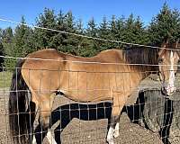 buckskin-4-white-feet-a-blaze-horse