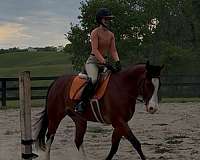 all-paint-horse
