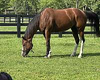 bay-overo-western-rid-horse