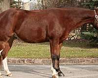rooster-paint-horse