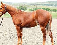 arristorcat-nappin-quarter-horse