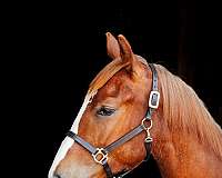 arristorcat-nappin-horse