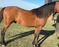 all-around-arabian-horse