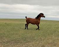 athletic-arabian-horse