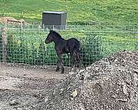 fps-fell-pony-colt