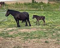 fell-pony-pony-colt
