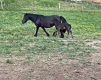 all-around-fell-pony