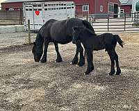 fell-pony-pony-colt-gelding