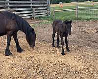 all-around-fell-pony