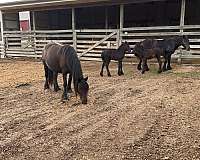 black-fell-pony-colt