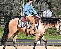 aqha-quarter-horse