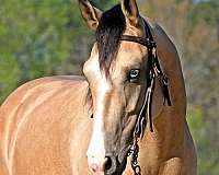buckskin-quarter-horse