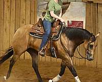 aqha-quarter-horse