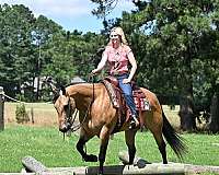 beginner-quarter-horse