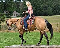 flashy-quarter-horse