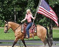parade-quarter-horse
