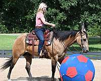 all-around-quarter-horse