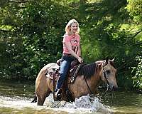 athletic-quarter-horse
