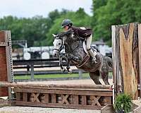 division-pony-mare