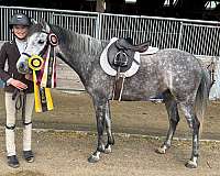 fancy-pony-welsh