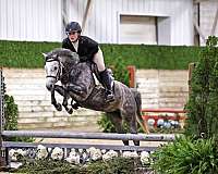 division-pony-welsh