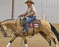 flashy-quarter-horse