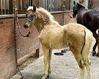 chocolate-no-white-horse