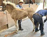 no-white-horse