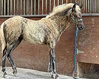 breeding-rocky-mountain-horse