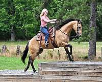 gentle-quarter-horse
