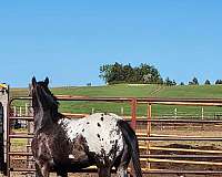 appaloosa-horse-for-sale