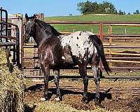 appaloosa-gelding