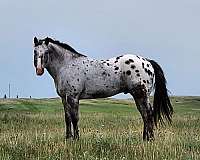 appaloosa-horse