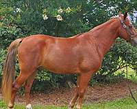 hind-socks-blonde-mane-tail-horse