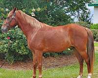 hind-socks-blonde-mane-tail