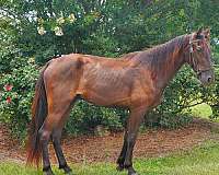none-horse