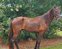 black-none-horse