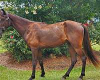 black-tennessee-walking-gelding
