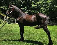 friesian-yearling