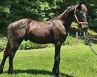 friesian-horse-for-sale