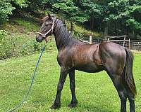 friesian-horse