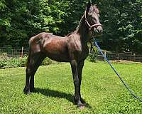 friesian