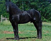 yearling