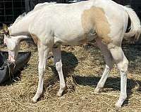tovero-horse