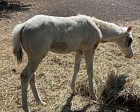 grulla-tovero-horse