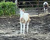 grulla-paint-filly