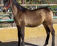 colt-andalusian-horse